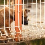 Il est interdit de comsommer du chien à Taïwan