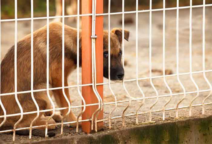 Il est interdit de comsommer du chien à Taïwan