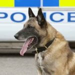 Un berger belge malinois de la gendarmerie