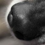 L'odorat du chien utilisé pour détecter le cancer du sein