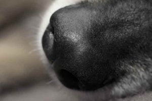 L'odorat du chien utilisé pour détecter le cancer du sein