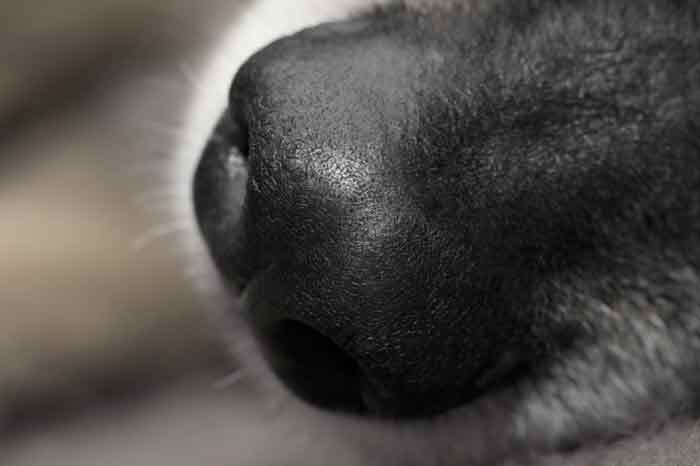 L'odorat du chien utilisé pour détecter le cancer du sein