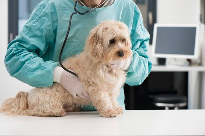 Pancréatite du chien causes, diagnostic et traitements