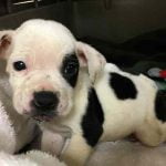 Petey un chiot atteint d'un problème au cervelet