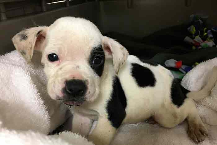 Petey un chiot atteint d'un problème au cervelet