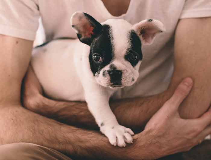 rituels à adopter avec son chien