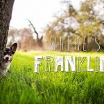 Le jeu "où est Franklin?"