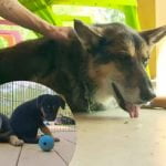 Woofie, la mère ainsi Woofie Jr. et Blondie, les chiots clonés