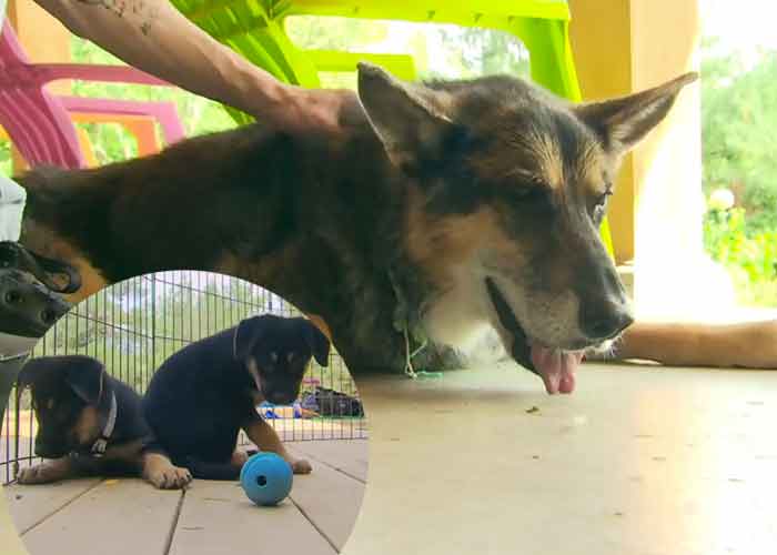 Woofie, la mère ainsi Woofie Jr. et Blondie, les chiots clonés