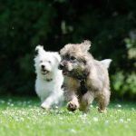 arrivée d'un deuxième chien