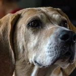 cardiomyopathie dilatee du chien