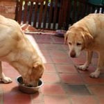 chien dominé et dominant