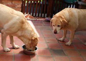 chien dominé et dominant