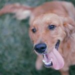 mon chien fait pipi de joie