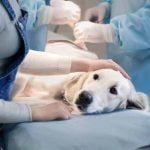 Le golden retriever est une race prédisposée au mastocytome