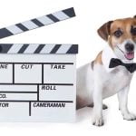les chiens stars du festival de Cannes