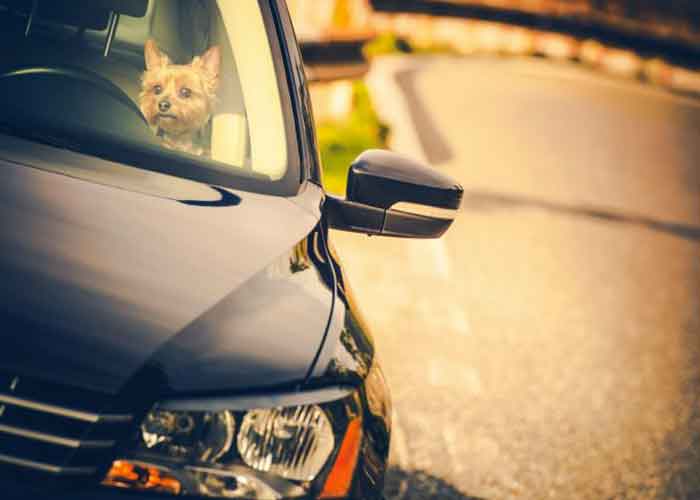 Un chien enfermé dans une voiture au soleil