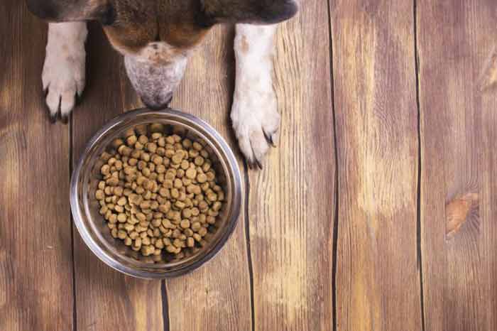 Croquettes pour chien : fabrication et critères de sélection