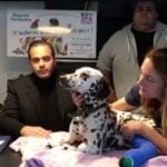 Djorky le dalmatien maltraité est soigné à la SPA de Marseille