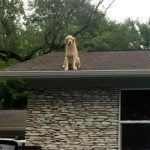 Huck le chien sur le toit