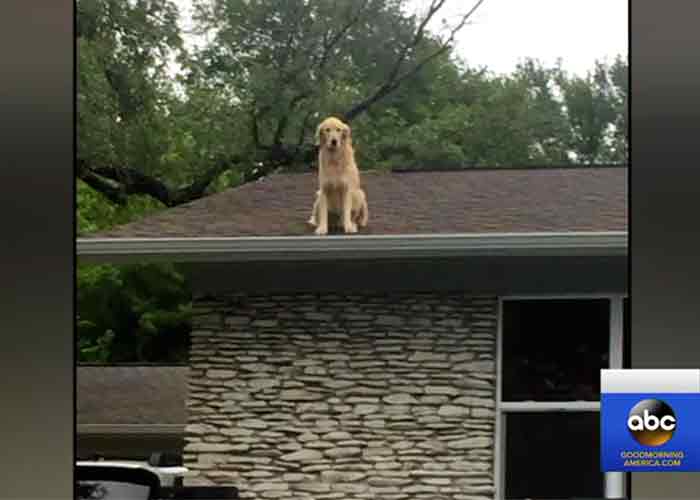 Huck le chien sur le toit