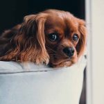 interdire le canapé à son chien