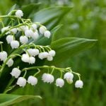 Le muguet est toxique pour les chiens