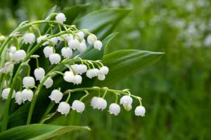 Le muguet est toxique pour les chiens