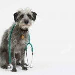 L'oedème pulmonaire du chien