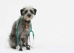 L'oedème pulmonaire du chien