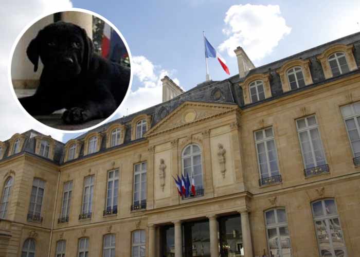 Philae, chien de François Hollande