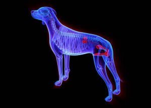 L'appareil urinaire du chien