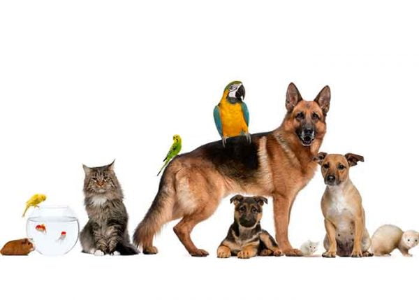L’animal de compagnie préféré des français en 2016