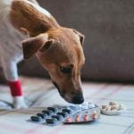 Les anti inflammatoires pour chien
