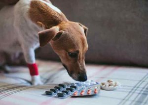 Cortisone pour chien : indications, effets secondaires 