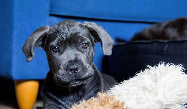 bébé cane corso