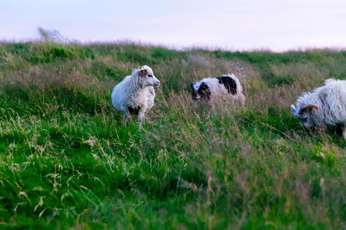 border collie au troupeau