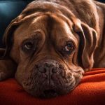 calculer l'âge d'un chien