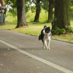 chien qui court après les vélos