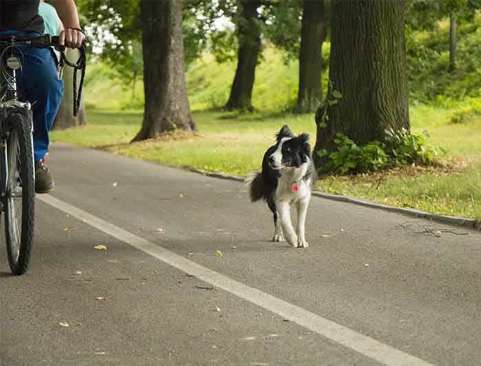 Pourquoi les chiens courent après les vélos