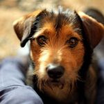 chien qui fait la fête