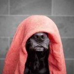 Mon chien a des pellicules