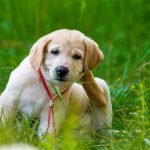 Un chien qui se gratte l'oreille