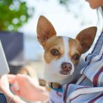 thérapie de détachement du chien