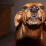 troubles du développement chez le chien