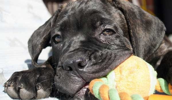 chiot mignon cane corso