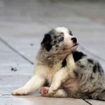 chiot en train de se gratter