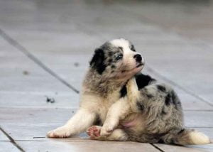 Pelade Du Chien Pourquoi Mon Chien Perd Il Ses Poils