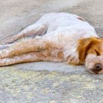 epagneul breton enfermé dans un garage