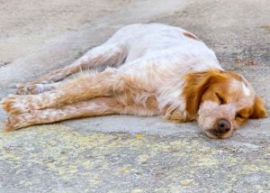 epagneul breton enfermé dans un garage